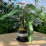 Đĩa nhựa mỏng nhẹ lót chậu cây VIETPOT, màu đen, cây cảnh, trang trí nhà vườn, ban công 