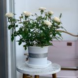  Đĩa nhựa mỏng nhẹ lót chậu cây VIETPOT, màu trắng, cây cảnh, trang trí nhà vườn, ban công 