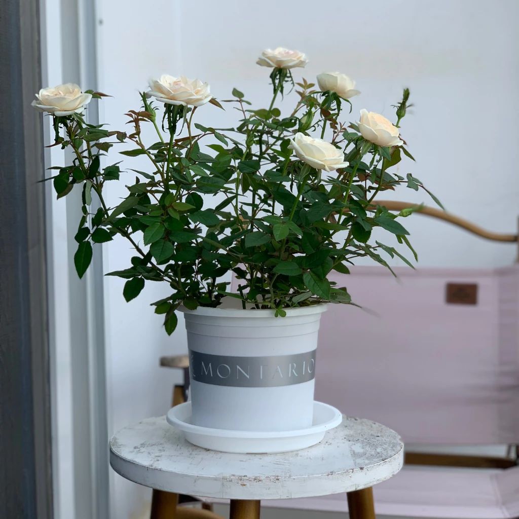  Đĩa nhựa mỏng nhẹ lót chậu cây VIETPOT, màu trắng, cây cảnh, trang trí nhà vườn, ban công 