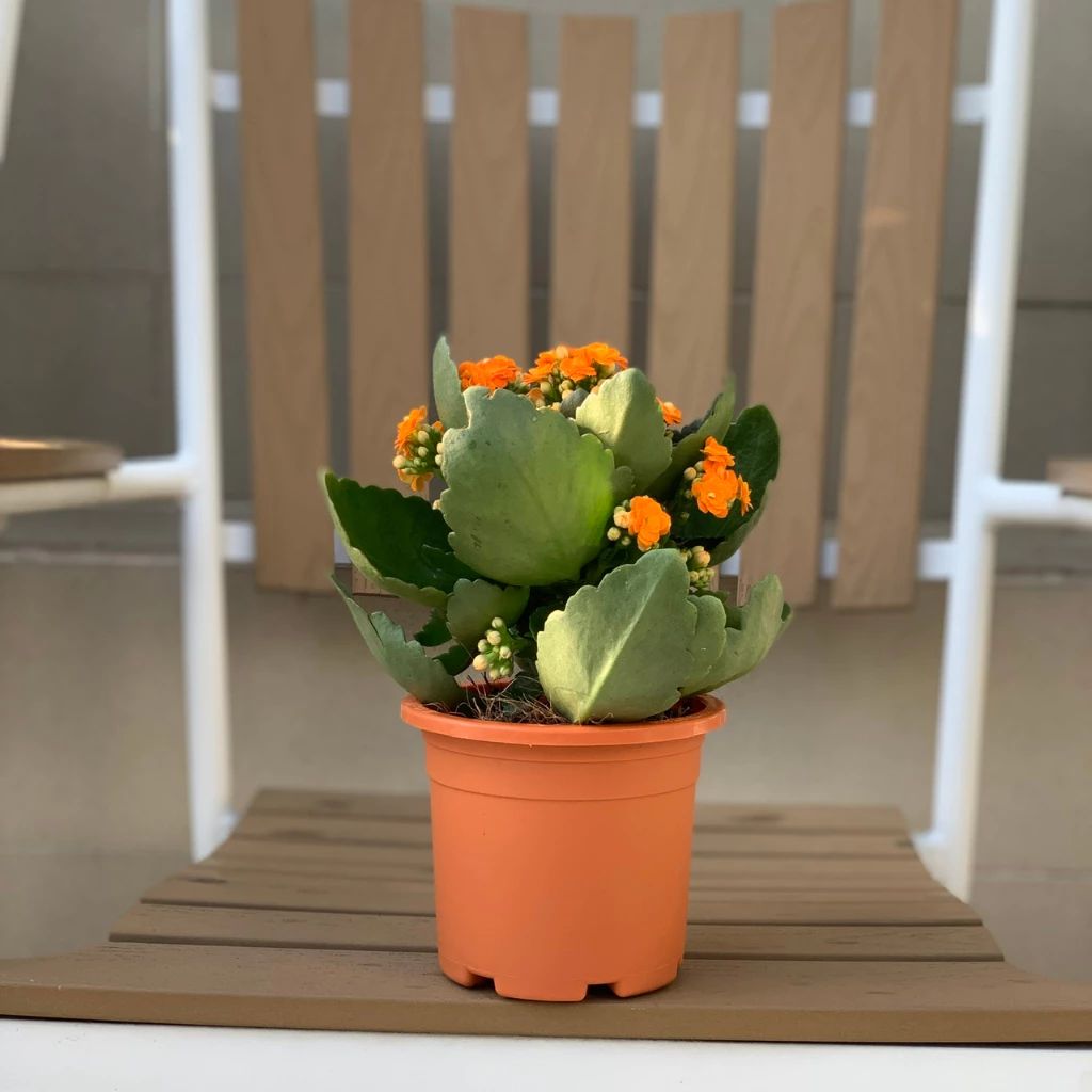  Chậu nhựa trồng cây VIETPOT, size 13x11, trơn, chính hãng, kiếng lá hoa, sen đá, bàn làm việc 