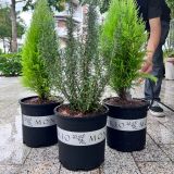  Chậu Nhựa Trồng Cây VIETPOT, size lớn 34x36cm MONTARIO, 6,6gallon, trang trí bàn, sân vườn, ban công 