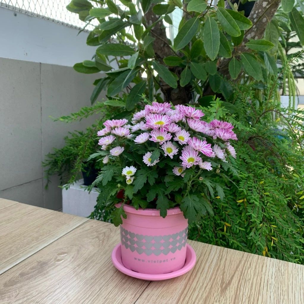  Chậu nhựa trồng cây VIETPOT, size nhỏ 13x11cm, hoa văn Tim, trồng hoa kiểng, để bàn, sân vườn 