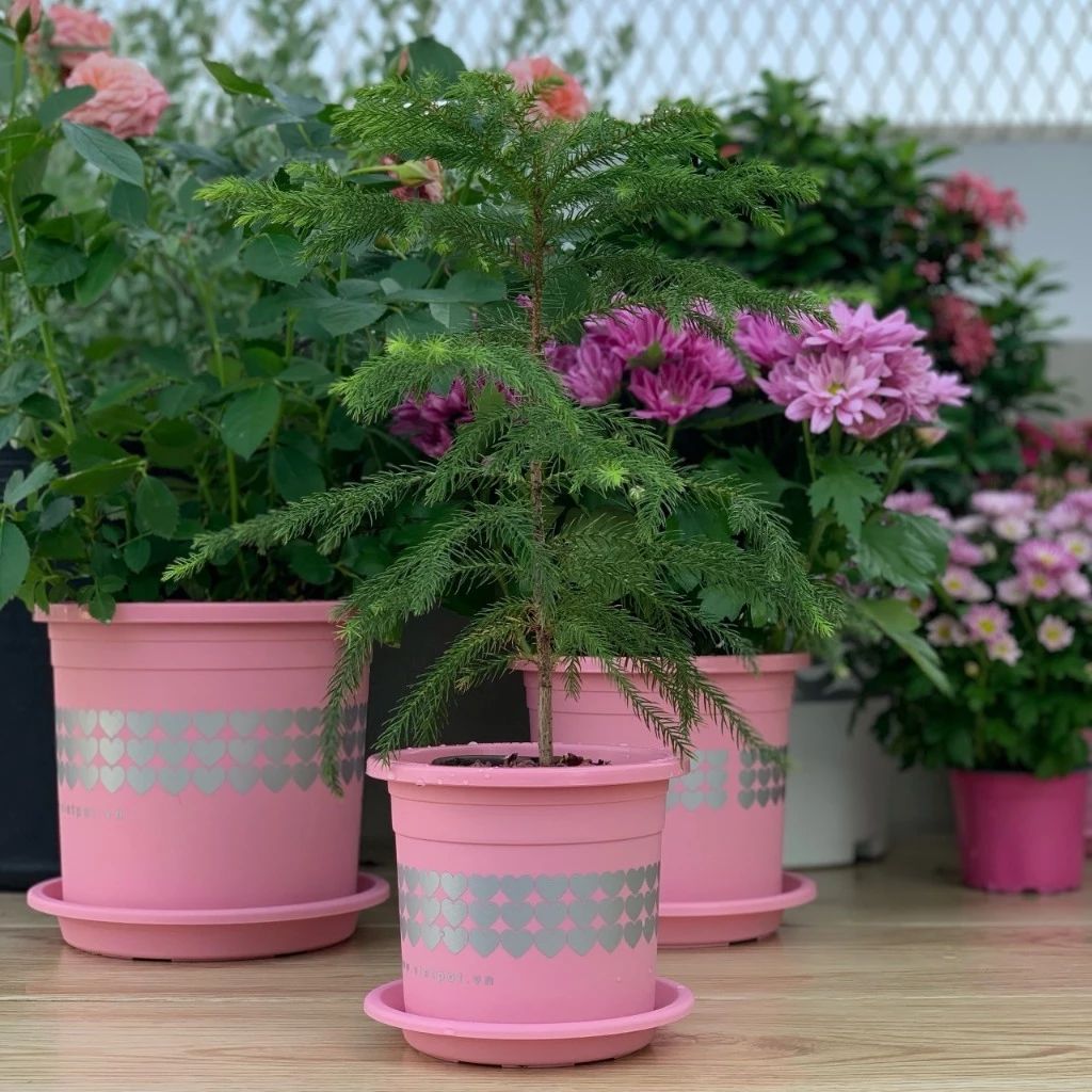  Chậu nhựa trồng cây VIETPOT, size nhỏ 13x11cm, hoa văn Tim, trồng hoa kiểng, để bàn, sân vườn 