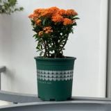  Chậu nhựa trồng cây VIETPOT, size 16x14, hoa văn tim, trồng kiểng lá, hoa hồng, để bàn, vườn. 