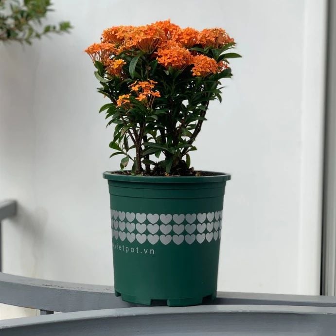  Chậu nhựa trồng cây VIETPOT, size 16x14, hoa văn tim, trồng kiểng lá, hoa hồng, để bàn, vườn. 