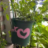  Chậu nhựa trồng cây VIETPOT, size 16x14, Trơn, kiểng lá, hoa hồng, để bàn, trang trí sân vườn. 