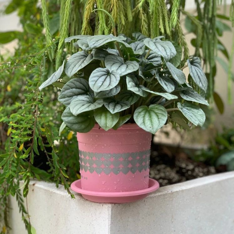  Chậu nhựa trồng cây VIETPOT, size nhỏ 13x11cm, hoa văn Tim, trồng hoa kiểng, để bàn, sân vườn 
