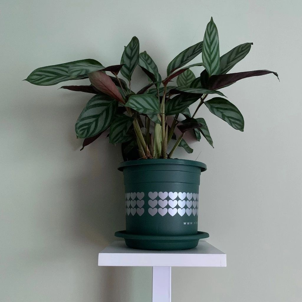  Chậu nhựa trồng cây VIETPOT, size nhỏ 13x11cm, hoa văn Tim, trồng hoa kiểng, để bàn, sân vườn 