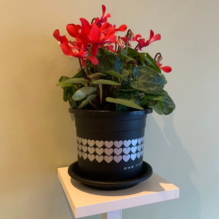  Chậu nhựa trồng cây VIETPOT, size nhỏ 13x11cm, hoa văn Tim, trồng hoa kiểng, để bàn, sân vườn 