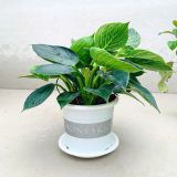  Đĩa nhựa mỏng nhẹ lót chậu cây VIETPOT, màu trắng, cây cảnh, trang trí nhà vườn, ban công 