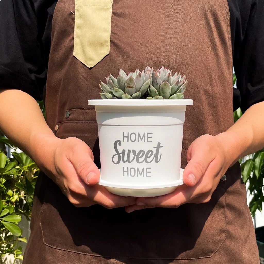  Chậu nhựa trồng cây VIETPOT, size nhỏ 13x11cm, Sweet Home, trồng hoa kiểng, để sân vườn, bàn. 
