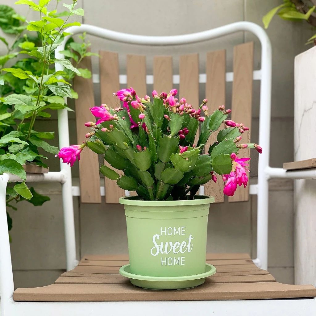  Chậu nhựa trồng cây VIETPOT, size 16x14cm, Sweet Home, hoa hồng, kiểng lá, để bàn, sân vườn. 