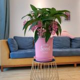  Chậu nhựa trồng cây VIETPOT, size lớn 34x36cm, 6.6gal, Sweet home, trồng hoa kiểng để sân vườn nhà. 