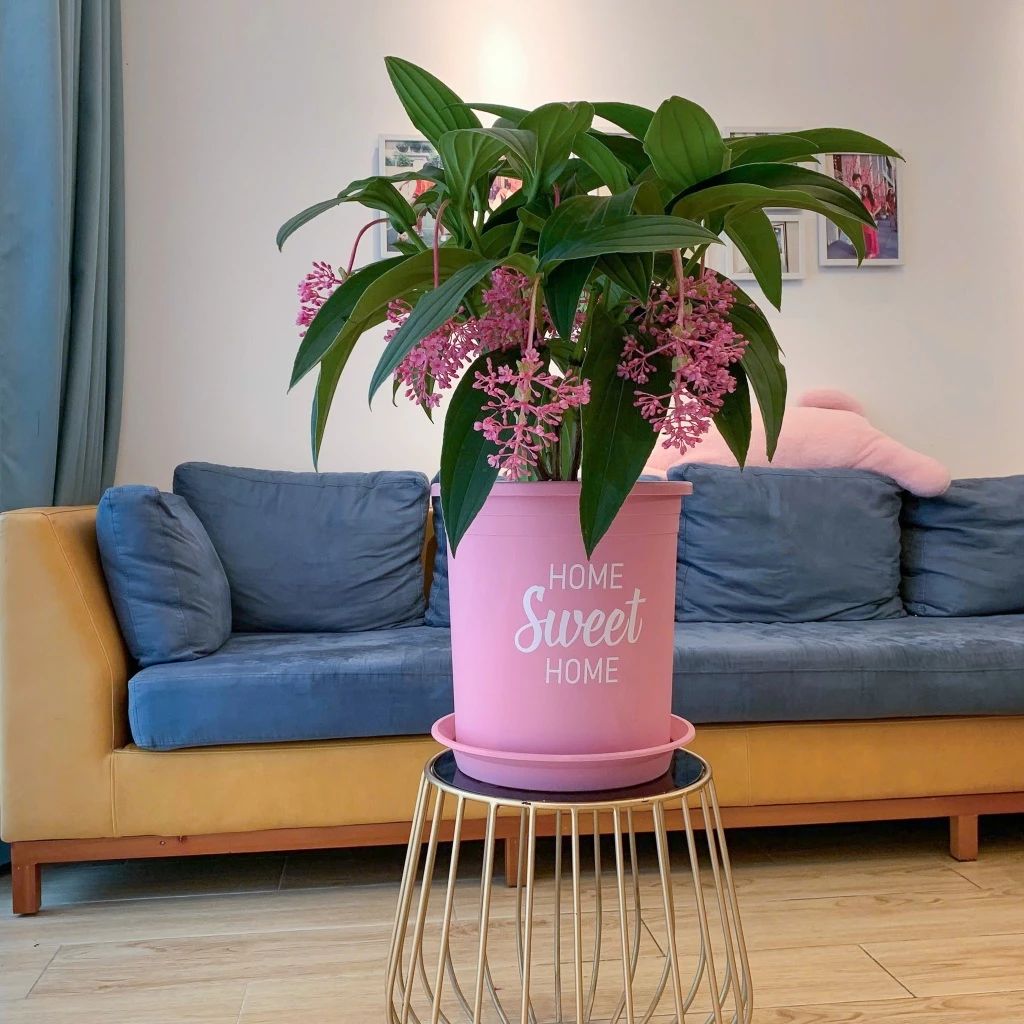  Chậu nhựa trồng cây VIETPOT, size lớn 34x36cm, 6.6gal, Sweet home, trồng hoa kiểng để sân vườn nhà. 