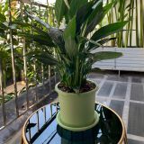  Đĩa nhựa mỏng nhẹ lót chậu cây VIETPOT, xanh mint, cây cảnh, trang trí nhà vườn, ban công 
