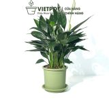  Chậu nhựa trồng cây VIETPOT, size 16x14, Trơn, kiểng lá, hoa hồng, để bàn, trang trí sân vườn. 