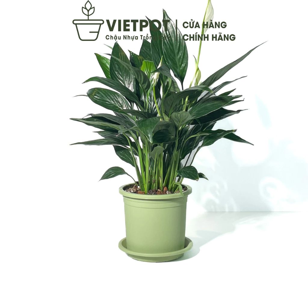  Chậu nhựa trồng cây VIETPOT, size 16x14, Trơn, kiểng lá, hoa hồng, để bàn, trang trí sân vườn. 
