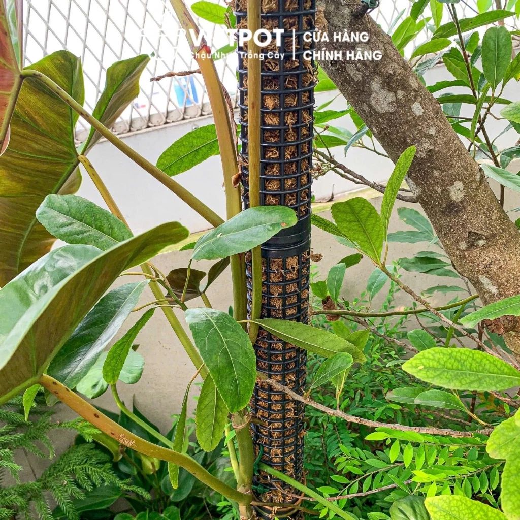  Trụ nhựa đã nhét rêu rừng VIETPOT, 29cm, vừa khớp gắn trụ chậu nhựa VIETPOT, trụ có thể gắn nối dài. 