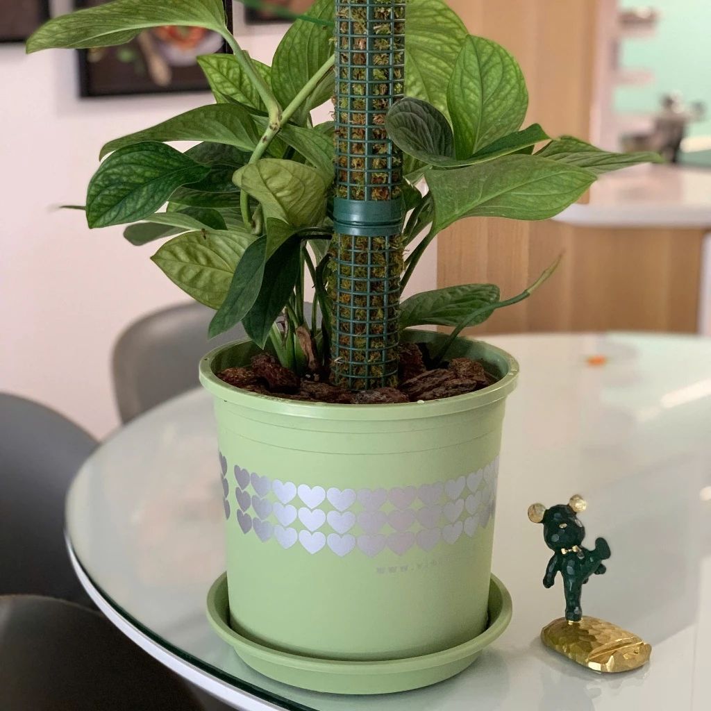  Trụ nhựa đã nhét rêu rừng VIETPOT, 29cm, vừa khớp gắn trụ chậu nhựa VIETPOT, trụ có thể gắn nối dài. 