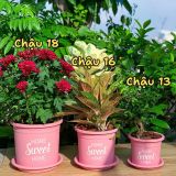  Chậu nhựa trồng cây VIETPOT, size 16x14cm, Sweet Home, hoa hồng, kiểng lá, để bàn, sân vườn. 