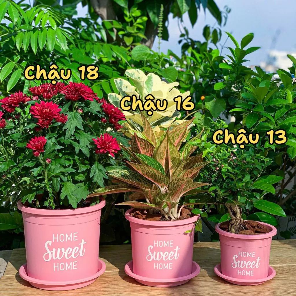  Chậu nhựa trồng cây VIETPOT, size 16x14cm, Sweet Home, hoa hồng, kiểng lá, để bàn, sân vườn. 