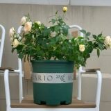  Đất trồng hoa hồng VIETPOT, NAMIX, bao 5 lít, tơi xốp, giữ ẩm tốt, hỗ trợ cây khoẻ ra hoa đẹp. 