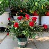  Đất trồng hoa hồng VIETPOT, NAMIX, bao 5 lít, tơi xốp, giữ ẩm tốt, hỗ trợ cây khoẻ ra hoa đẹp. 