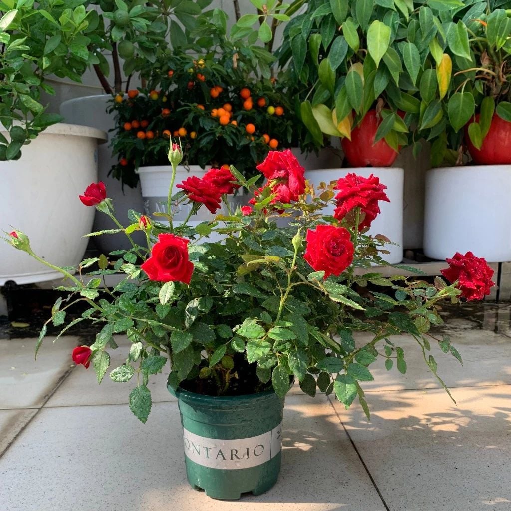  Đất trồng hoa hồng VIETPOT, NAMIX, bao 5 lít, tơi xốp, giữ ẩm tốt, hỗ trợ cây khoẻ ra hoa đẹp. 