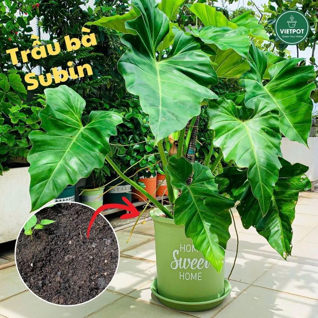  Đất sạch đa dụng VIETPOT, thích hợp trồng rau hoa, củ, quả, cây kiểng, giàu dinh dưỡng, giữ ẩm tốt. 