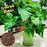  Giá thể trồng kiểng lá VIETPOT, trộn sẵn, chuyên dùng cho cây trong nhà, ngoài trời, Monstera... 