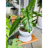  Giá thể trồng kiểng lá VIETPOT, trộn sẵn, chuyên dùng cho cây trong nhà, ngoài trời, Monstera... 