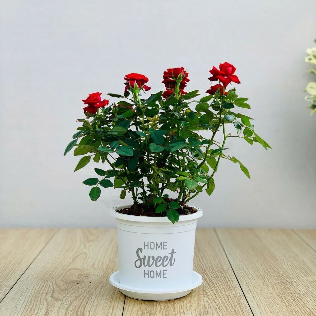  Chậu nhựa trồng cây VIETPOT, size nhỏ 13x11cm, Sweet Home, trồng hoa kiểng, để sân vườn, bàn. 