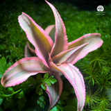 Terrarium Serenity Hill - Bể Đa Giác - Đồi Bình Yên
