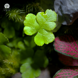 Terrarium Serenity Hill - Bể Đa Giác - Đồi Bình Yên