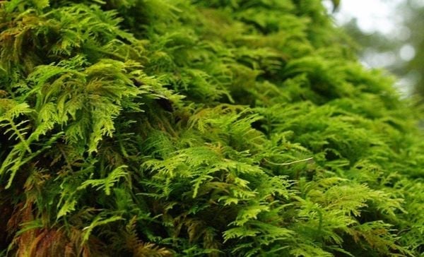 Độ ẩm và nhiệt độ môi trường – Rêu Trắc Bá Và Cách Chăm Sóc Đúng Chuẩn Cho Terrarium