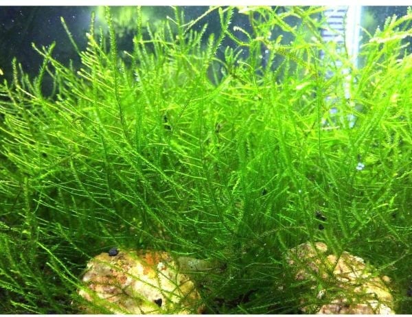 Java Moss (Taxiphyllum barbieri)