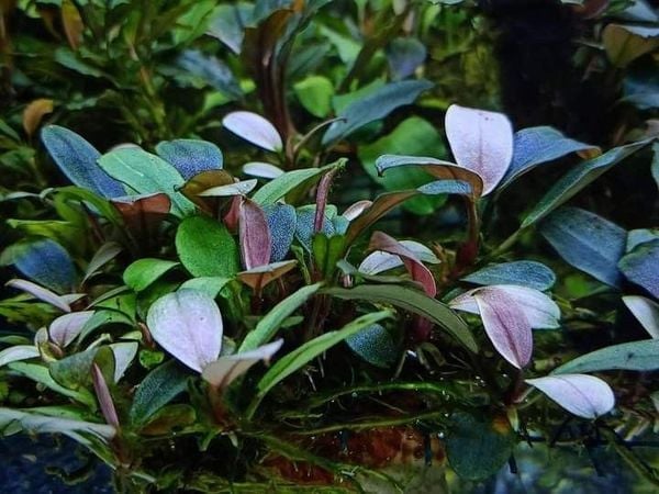 Chăm sóc định kỳ – Cây Thủy Sinh Bucep