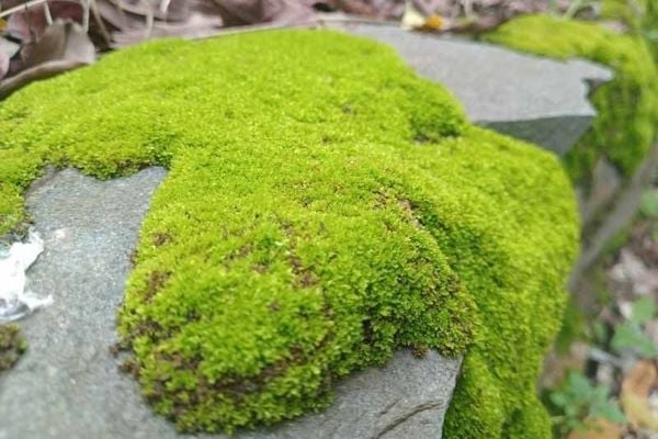 Chăm Rêu Trong Terrarium – Những Sai Lầm Thường Gặp Và Cách Tránh