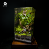 Terrarium Forest Whisper - Bể Đa Giác - Lời Thì Thầm Trong Rừng