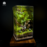 Terrarium Forest Whisper - Bể Đa Giác - Lời Thì Thầm Trong Rừng