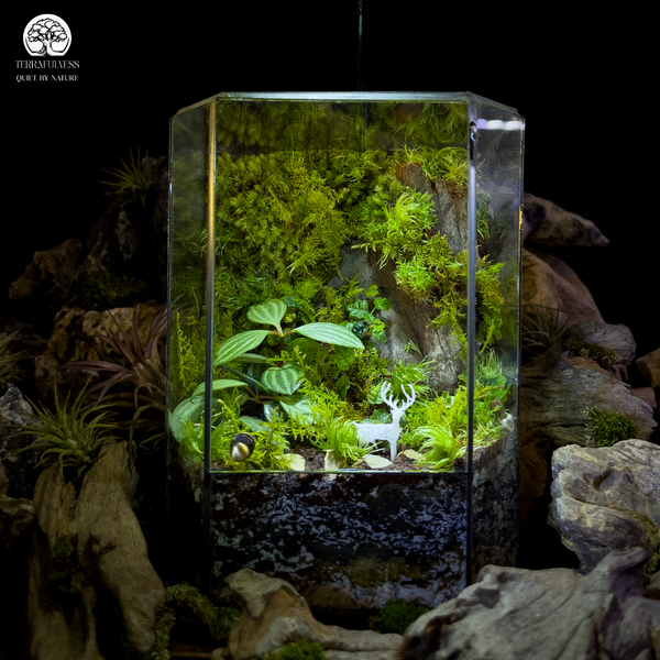 Terrarium Phong Thủy – Hút tài lộc, an yên