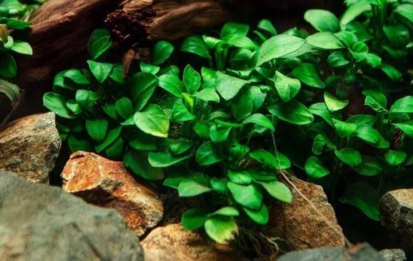 Nguồn gốc và đặc điểm – Anubias