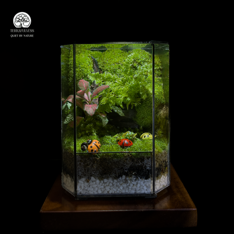 Terrarium Little Forest - Bể Đa Giác - Mảnh Rừng May Mắn
