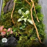 Terrarium