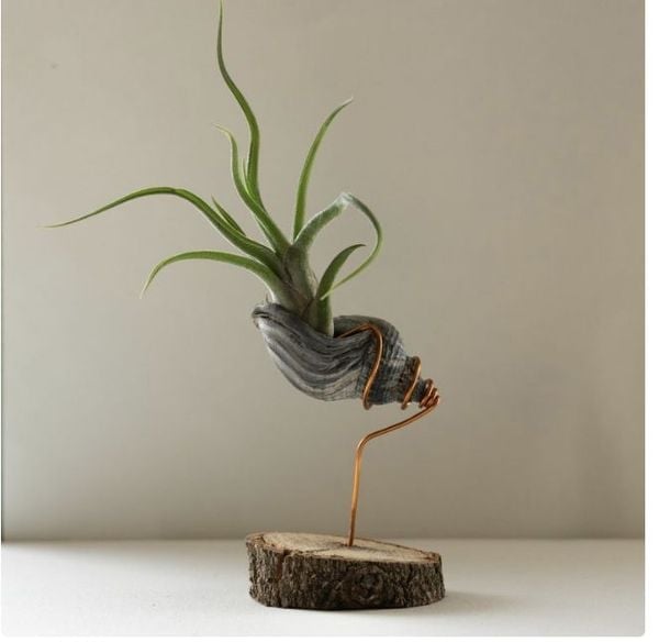 Tillandsia Bulbosa – Tillandsia