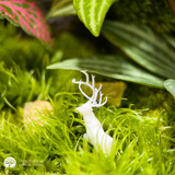 Terrarium