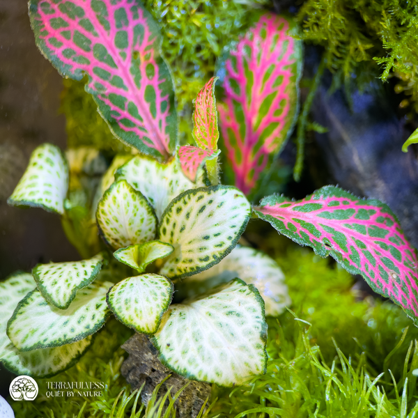 Terrarium