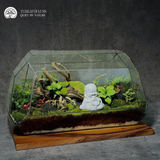 Zen Terrarium Phúc - Bể Đa Giác Nằm - Trang Trí Nội Thất