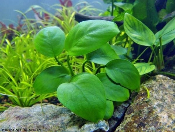 Đặc điểm nổi bật của Anubias – Anubias