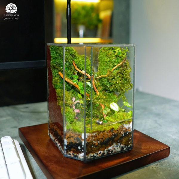 Món Quà Sống - Biểu Tượng Của Tình Yêu Bền Vững – Gợi Ý Mẫu Terrarium Cho Sinh Nhật Bạn Gái